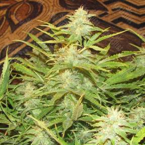Auto Medeo feminised Bang Seeds