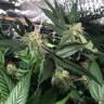 семена конопли с доставкой Pegas regular Ganja Seeds