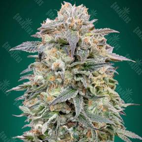 Shark Widow CBD feminised Advanced Seeds