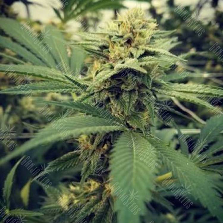 семена конопли для посадки купить Critical Sour feminised Female Seeds