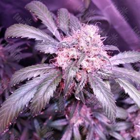 Snow White feminised Nirvana Seeds