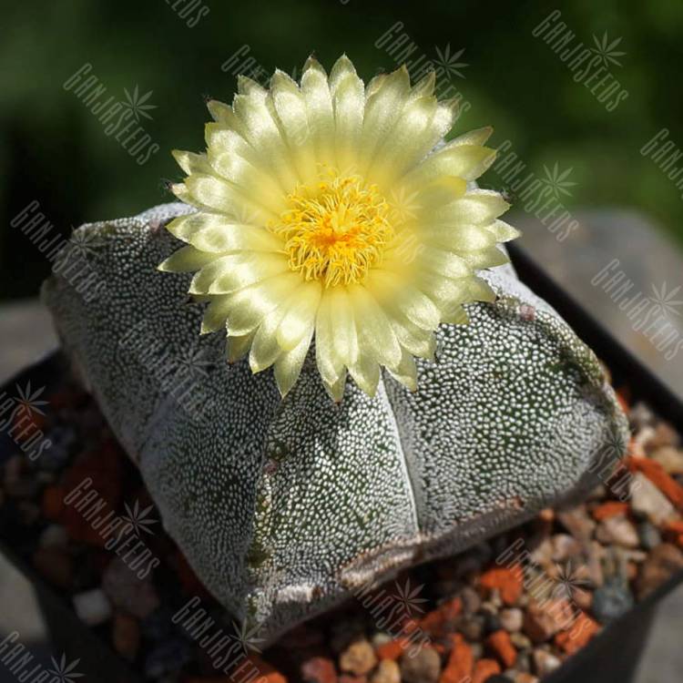 Семена кактуса Astrophytum coahuilense