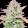 Train Wreck feminised Ganja Seeds