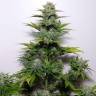 семена конопли курьером G-13 feminised