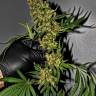 семена конопли медицинской G-13 feminised