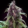 доставка семян конопли Auto Mix feminised