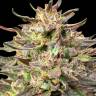 сортовые семена конопли с доставкой по спб Auto Mix feminised