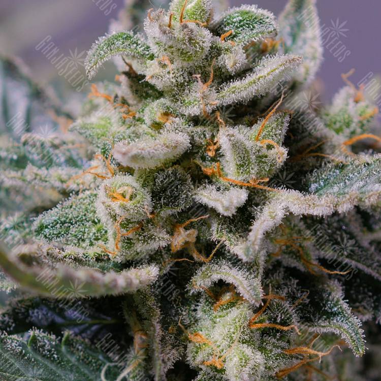 Shark Attack feminised Dinafem Seeds