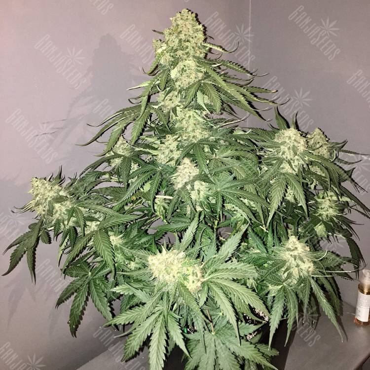 заказ семян конопли Auto Shalkar feminised Bang Seeds