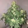 заказ семян конопли Auto Shalkar feminised Bang Seeds
