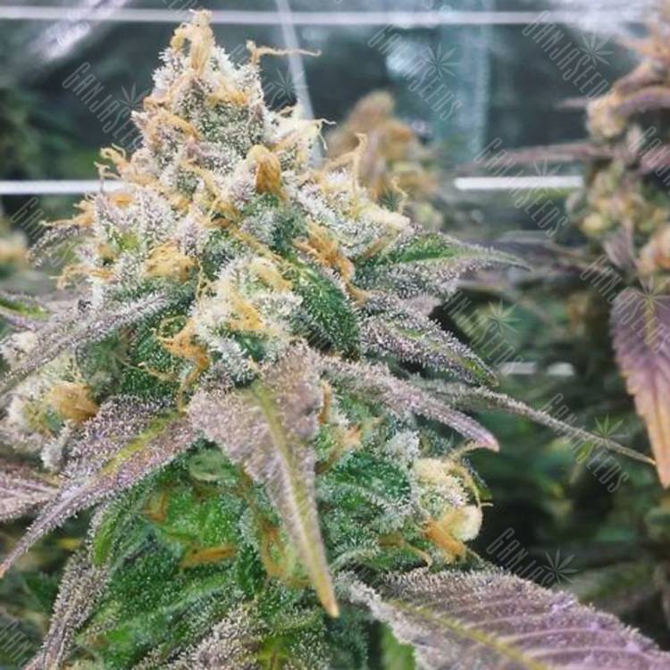 семена конопли для выращивания Dream Berry feminised Female Seeds