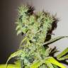 семена конопли аутдор Dream Berry feminised Female Seeds
