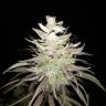 семена конопли элитных сортов Dream Berry feminised Female Seeds
