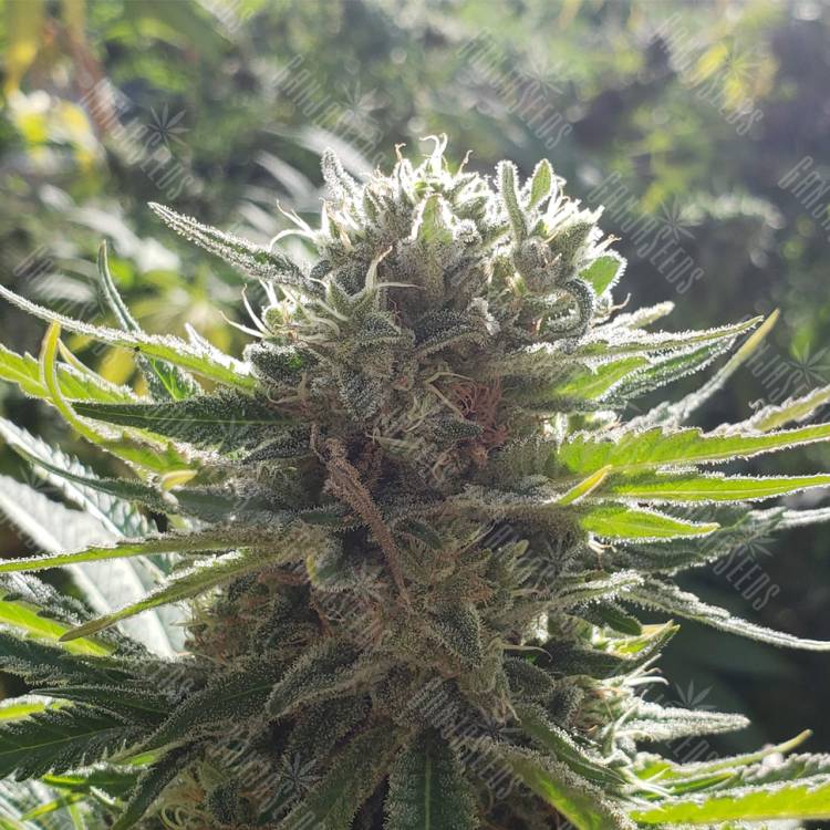 хорошие семена конопли Afrodite feminised Kannabia Seeds