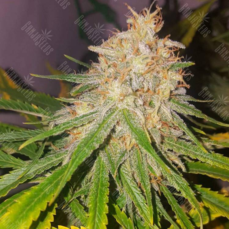 мощные семена конопли Lemon OG Candy feminised Philosopher Seeds