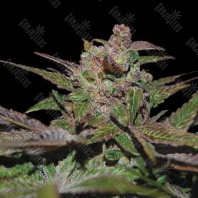 Purple Wreck feminised Reserva Privada