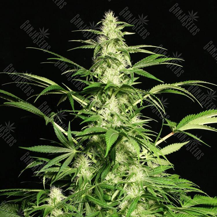 семена конопли в фирменной упаковке White Russian feminised Serious Seeds