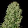 семена сортовой конопли White Russian feminised Serious Seeds