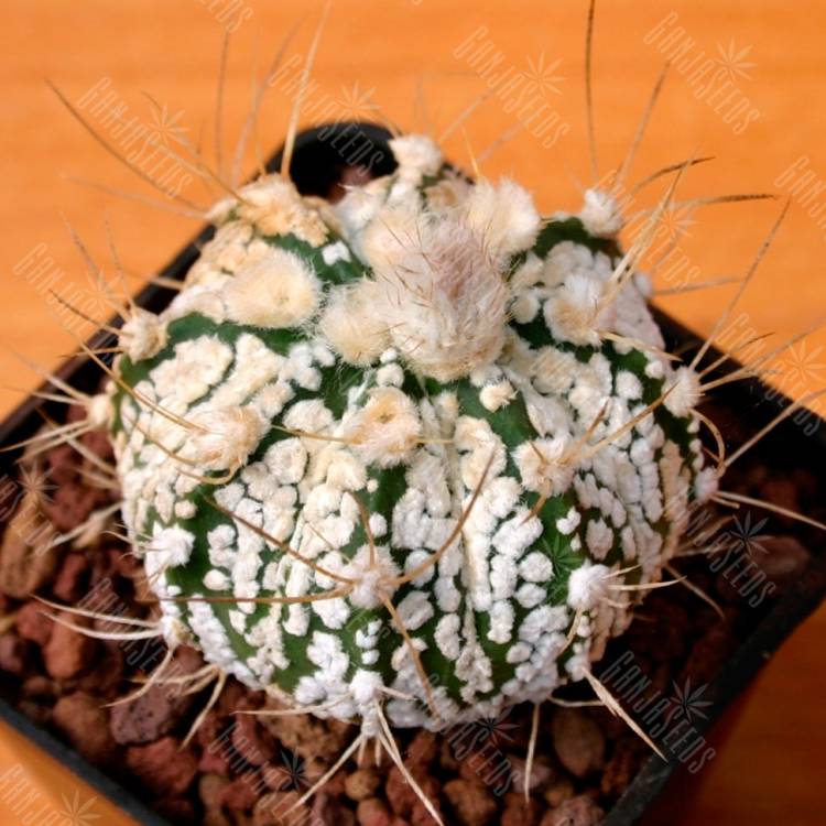 Семена кактуса Astrophytum capricorne х asterias cv. Super Kabuto