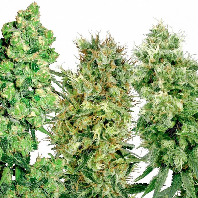 семена конопли для курения Safari Mix regular Mandala Seeds