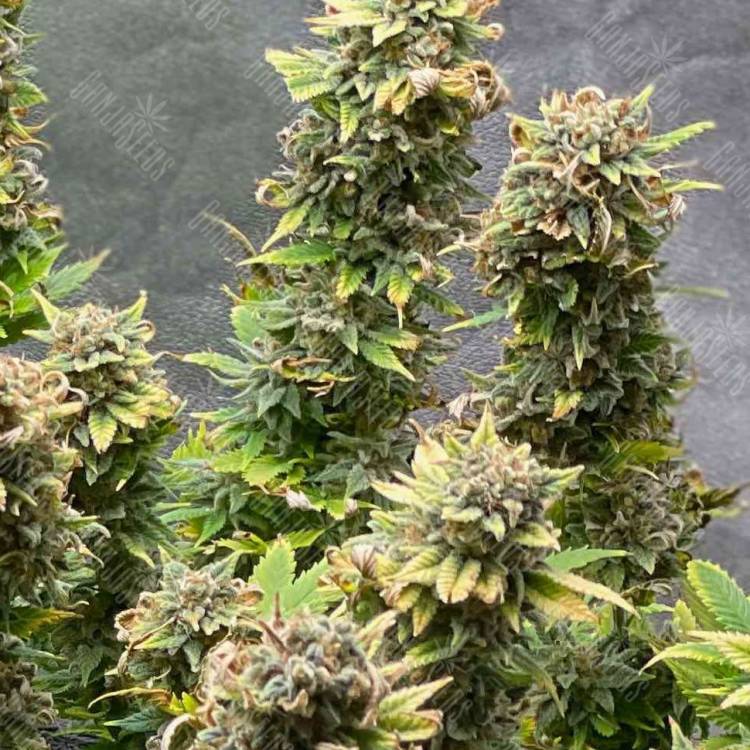 Strawberry Amnesia feminised Dinafem Seeds
