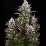 Strawberry Amnesia feminised Dinafem Seeds