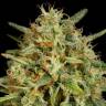 Strawberry Amnesia feminised Dinafem Seeds