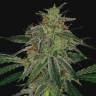 семена конопли для курения Auto Blue Mammoth feminised Barneys Farm