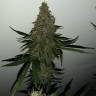 семена конопли для выращивания Auto Blue Mammoth feminised Barneys Farm