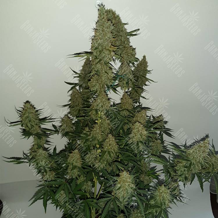 семена конопли для посадки купить Auto Blue Mammoth feminised Barneys Farm