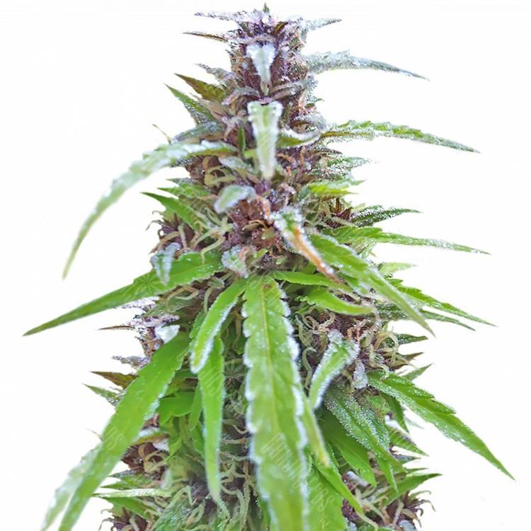 семена конопли в интернете Easy Sativa feminised Female Seeds