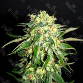 Amnesi-K Lemon feminised Kannabia Seeds