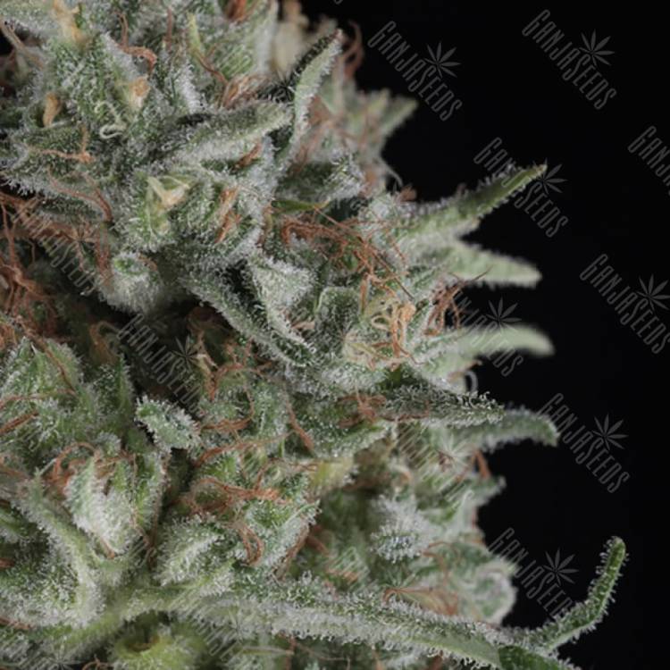 семена конопли феминизированные Critical Plus feminised Trikoma Seeds