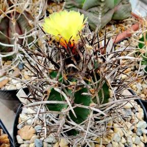 Astrophytum capricorne var. crassispinum