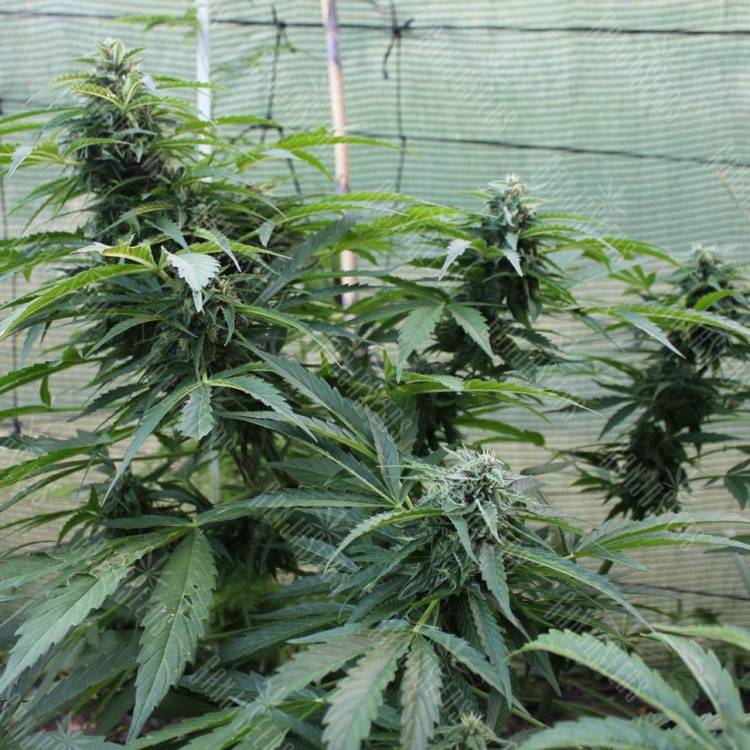 семена конопли в интернете Auto Jack Herer feminised GanjaLiveSeeds