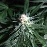 семена сортовой конопли Critical + feminised