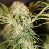 где заказать семена конопли Critical + feminised