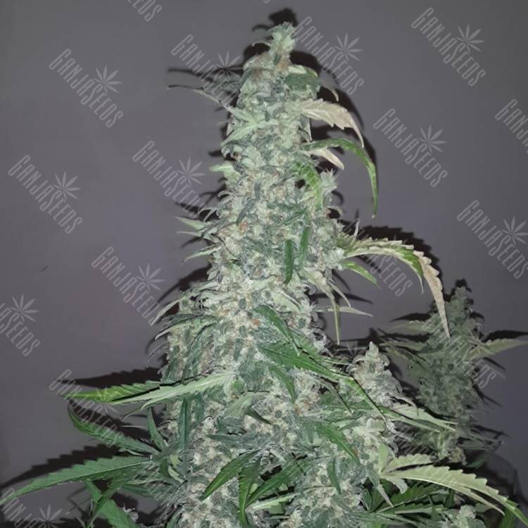 семена культурной конопли купить Auto Wappa feminised