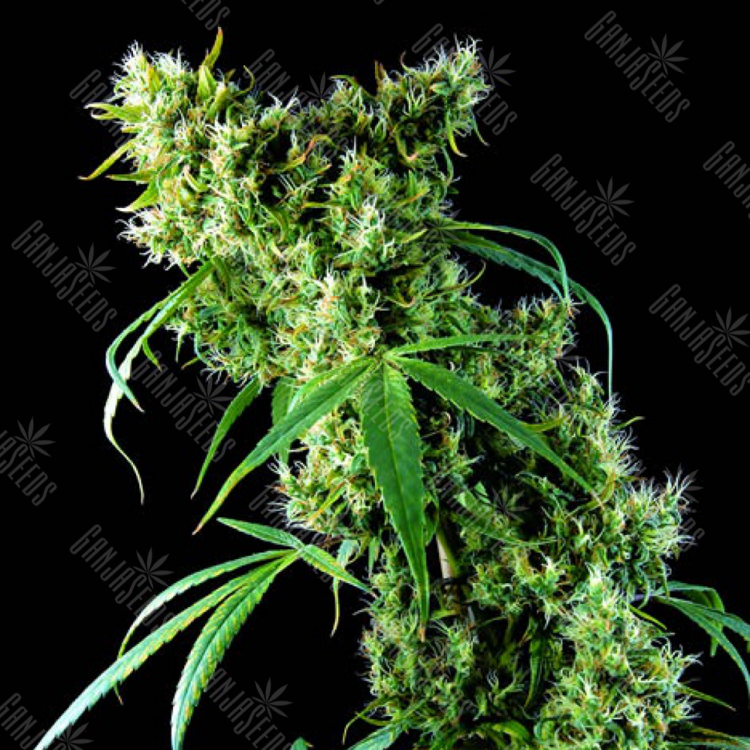 Super Silver feminised Dinafem Seeds