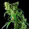 Super Silver feminised Dinafem Seeds