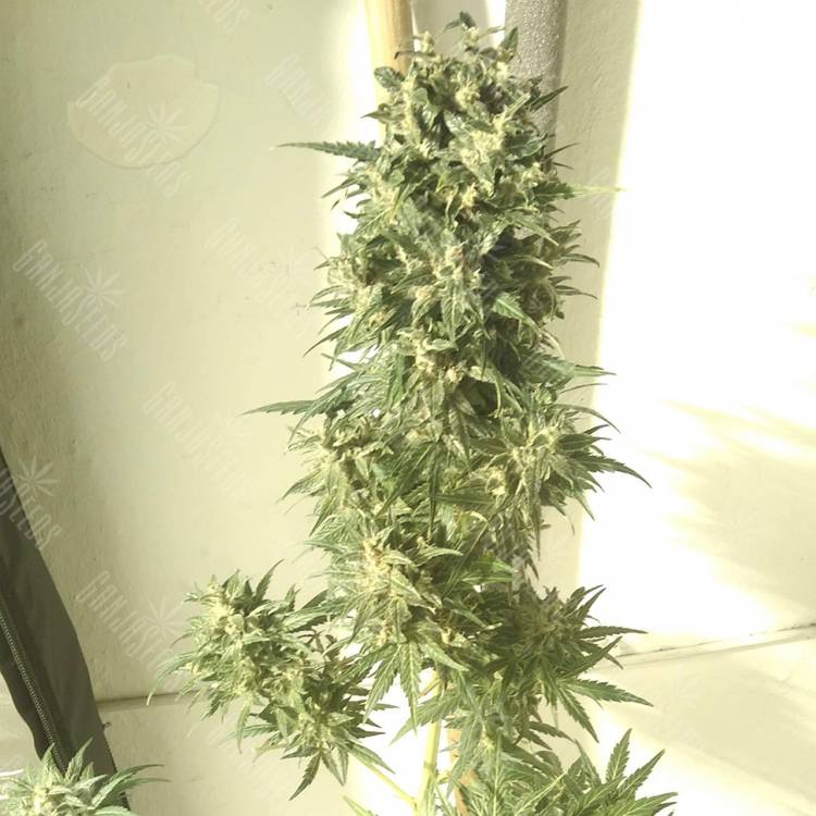 урожайные семена конопли Point of No Return x Lowryder regular Ganja Seeds