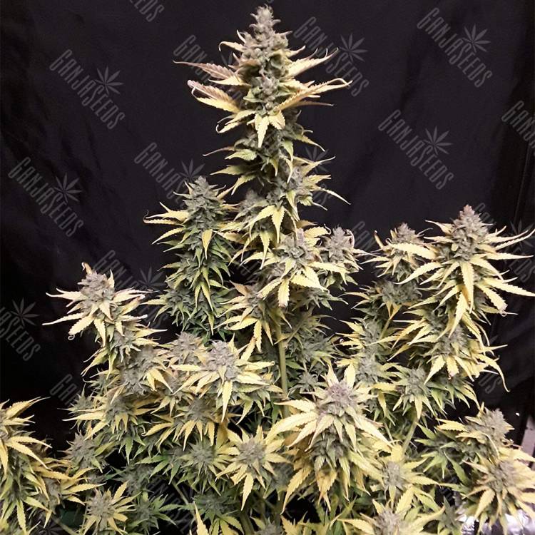 семена конопли элитных сортов Auto Critical Kush feminised Barneys Farm