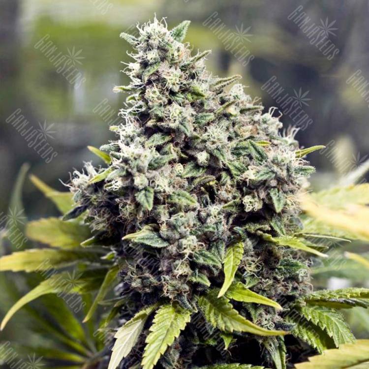 семена индийской конопли Grapefruit feminised Female Seeds