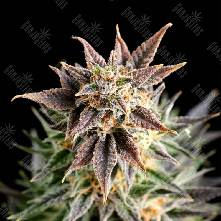 семена конопли в интернете Big Band feminised Kannabia Seeds