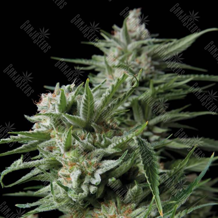 качественные семена конопли Dulce Locura (Sweet Madness) feminised Trikoma Seeds