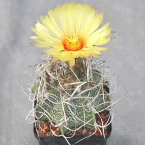 Astrophytum capricorne v. major x