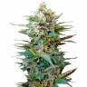 Семена конопли Auto Big Devil XL feminised GanjaLiveSeeds