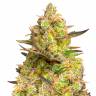 Семена конопли недорого Auto Big Devil XL feminised GanjaLiveSeeds