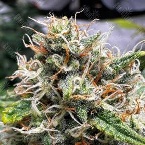 Auto Do-Si-Dos feminised Ganja Seeds