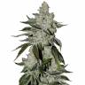 Auto Cookies feminised Ganja Seeds